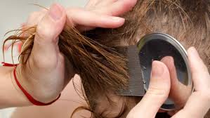 Daun rambutan untuk matikan kutu rambut. 5 Manfaat Daun Sirsak Buat Rambut Yang Sering Gatal Dan Berkutu