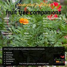 I was thinking of having espalier fruit trees as a living hedge for my plot. Things You Can Do To Promote The Growth Of Healthy Fruit Trees
