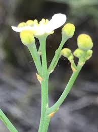 Image result for Montiniaceae