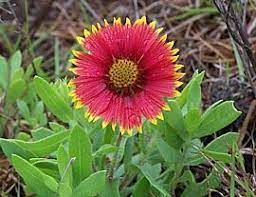 In spring and summer they have a native plant sale (behind the main building) and distribute free seeds to members. Get Those Autumn Native Plants At Our Sale North Carolina Coastal Federation