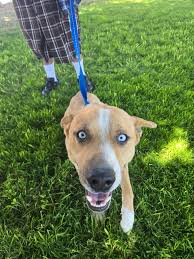 DHDR#Bella. I just love how these two are always holding paws. Max loves  his new sister.