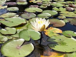 Image result for Nymphaeaceae