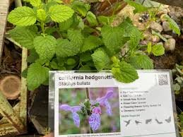 Image result for Stachys aculeolata