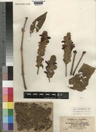 Image result for Equilabium masukense