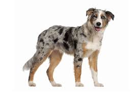 The australian shepherd is a beautiful herding dog that makes a terrific family dog for many. Australian Shepherd Charakter Ernahrung Pflege