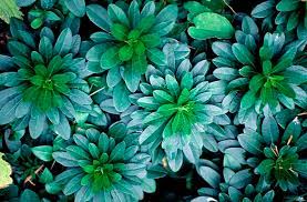 Maybe you would like to learn more about one of these? 8 Shade Loving Plants For Your Garden Better Homes And Gardens