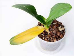 Maybe you would like to learn more about one of these? Why Are Orchid Leaves Turning Yellow Plant Index