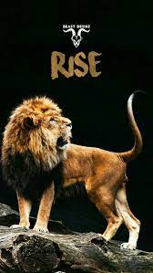 Pin By Faryal Ahmed On Determined Lion Quotes Animal Quotes Warrior Quotes