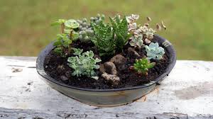 Sure, it can be easy, but it requires a bit of a mental adjustment. Diy Container Succulent Garden Last Minute Homemade Mother S Day Gift Idea Soap Deli News