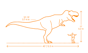 tyrannosaurus t rex dimensions drawings dimensions guide