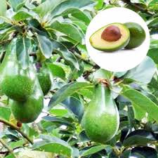 Bawang putih juga mengandung antioksidan seperti flavonoid, oligosakarida, serta asam amino. 99 Jenis Tanaman Obat Lengkap Dengan Gambar Kandungan Dan Khasiatnya Berita Pertanian Mitalom
