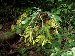 Image result for Brachystegia