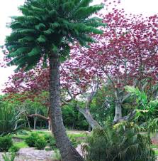 Image result for Aeschynomene baumii