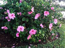 Folks all across the country look forward to the time of year when their certain favorite shrub or plant comes into bloom. Pin By Meri Keiser On Trees Bonzi Bushes Shrubs Etc Shrubs Plants Tree