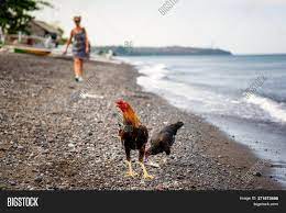 Cock On Beach Amed, Image & Photo (Free Trial) | Bigstock