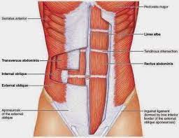 Diagrams Abdominal Muscles Diagram Best Core Workouts Lower Ab Workouts Health Fitness