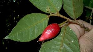 Image result for Sapotaceae