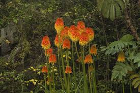 Image result for Kniphofia princeae
