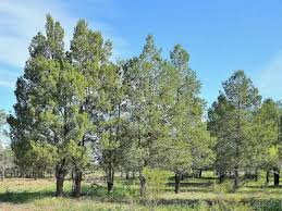 Image result for Callitris