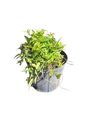 Image result for Passiflora suberosa