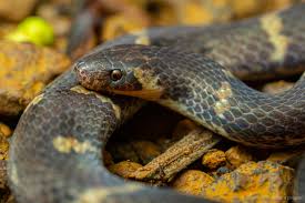 Image result for Atractus multicinctus