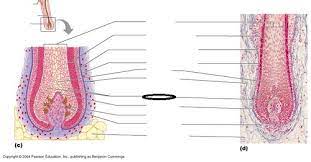 Check spelling or type a new query. Hair Follicle Diagrams Flashcards Quizlet
