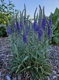 Image result for Veronica abyssinica