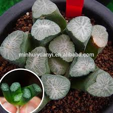 What kind of leaves do haworthia truncata have? Succulent Plant Of Haworthia Truncata Var Maughanii Hagoromo Buy Mini Succulent Plants Bonsai Tissue Culture Plant Flowering Succulent Plants Product On Alibaba Com