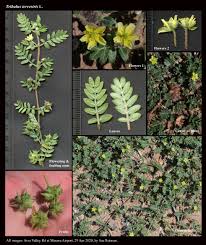 Image result for Tribulus terrestris