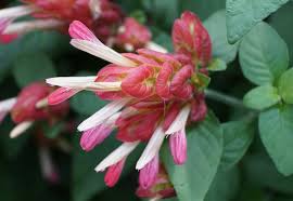 Image result for Justicia