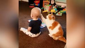 Funny Cats Video 2019 Funniest Cats Fails Compilation Funny Video In 2020 Cute Funny Animals Baby Cats Cute Animals