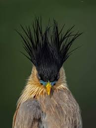 Bird With Colorful Feathers On Head Pin On Awesome Birds Butterflies Etc