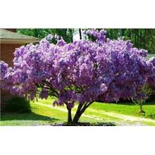 Check spelling or type a new query. Usa Hardiness Zones 4 9 Wisteria Tree Wisteria Tree Flowering Trees Bonsai Tree