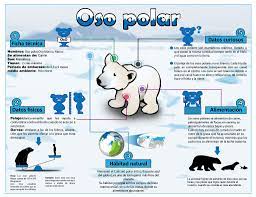 Infografias En 3d Infografias Para Ninos Infografia De Animales Oso Polar Dibujo