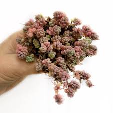 Sedum dasyphyllum 'major' (corsican stonecrop) is a mound forming, evergreen perennial with many horizontal to erect. Sedum Dasyphyllum Major Comprar En Succumom