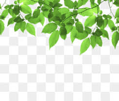 Kamu harus bersyukur hidup di dunia yang indah ini karena kamu di beri anugerah untuk melihat betapa indahnya gambar bunga yang ada di seluruh penjuru dunia maupun gambar bunga yang. Photo Frame Png Free Download Flower Vintage Frame Vintage Paper Roses Frame