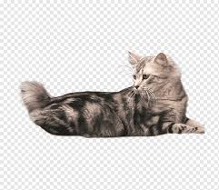 People can be so discriminatory. American Bobtail Japanese Bobtail British Shorthair Manx Cat Kurilian Bobtail Kitten Mammal Cat Like Mammal Animals Png Pngwing