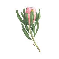 Pink Protea Botanical Illustration Watercolor Protea Art Botanical Drawings