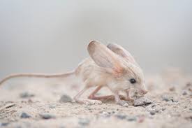 This Animal Has The Biggest Ears On Earth Relative To Size The Long Eared Jerboa Seen In Mongolia S South Gobi Deser Long Eared Jerboa Animals Weird Animals