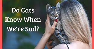 Do Cats Know When You Re Sad