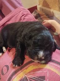 Check spelling or type a new query. Everest A Designer Golden Bernese Puppy For Sale In Wisconsin Find Cute Golden Bernese Puppies And Responsible Golden Puppies Puppies Near Me Dogs For Sale