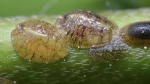 Image result for puklice