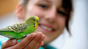 Having pet birds is not everyone's idea of a perfect addition to the family. The Best Pet Birds For Kids Bechewy