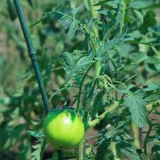 A polish twist on an old mexican staple vegetable! Toxic Edible Plants