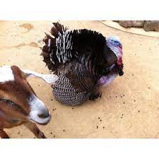 Turkey At Petting Zoo Laguna Honda Hospital San Francisco Zoo Animals Zoo Meat Free