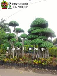 Gambar Dan Jasa Kontraktor Tukang Pemborong Mandor Arsitek Desain Sketsa Tukang Taman Taman Minimalis Taman Kering Taman Me Taman Lanskap Pertamanan