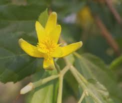 Image result for Glyphaea