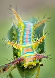 Black And White Striped Caterpillar With Spikes Calcarifera Ordinata By Cassandrehv Via Dpchallenge Caterpillar Beautiful Bugs Bugs And Insects