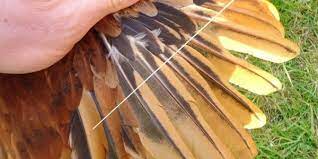 My fences are 5 feet high to the exterior but only 4 feet high within the run separating the run in 3 segments. Clipping Chicken Wings Why When How