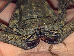 They are very nice animals, unfortunately, they are not common to the pet trade. Tumblr
